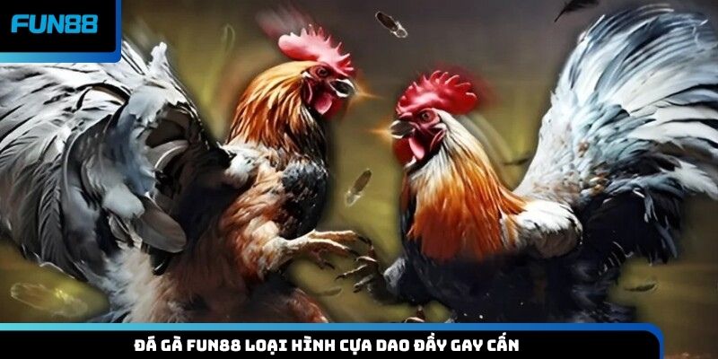 Đá gà Fun88 loại hình cựa dao đầy gay cấn