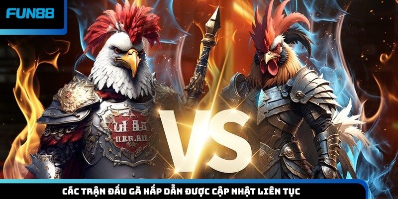 Các trận đấu gà hấp dẫn được cập nhật liên tục
