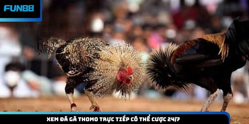 Xem đá gà Thomo trực tiếp có thể cược 24/7