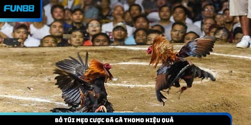 Bỏ túi mẹo cược đá gà Thomo hiệu quả