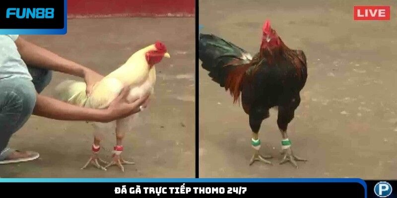 đá gà trực tiếp Thomo 24/7