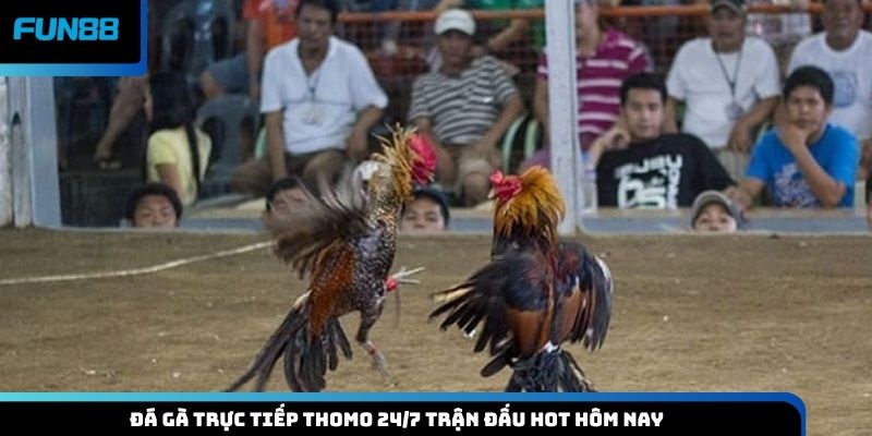 Đá gà trực tiếp Thomo 24/7 trận đấu hot hôm nay