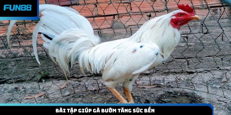 Bài tập giúp gà bướm tăng sức bền