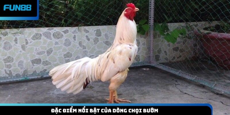 Đặc điểm nổi bật của dòng chọi bướm