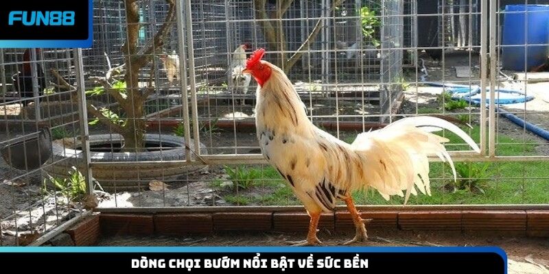 Dòng chọi bướm nổi bật về sức bền