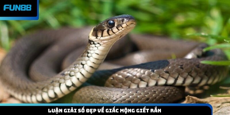 Luận giải giấc mộng giết rắn