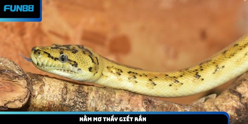 Nằm mơ thấy giết rắn
