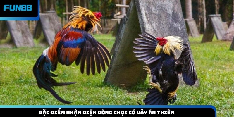 Đặc điểm nhận diện dòng chọi có vảy án thiên