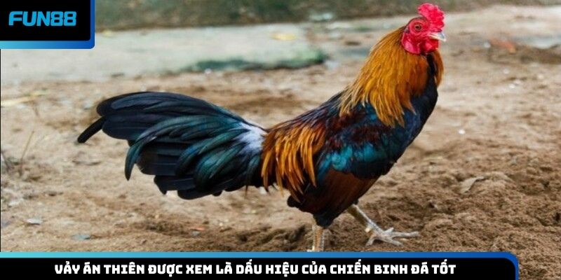 Vảy án thiên được xem là dấu hiệu của chiến binh đá tốt