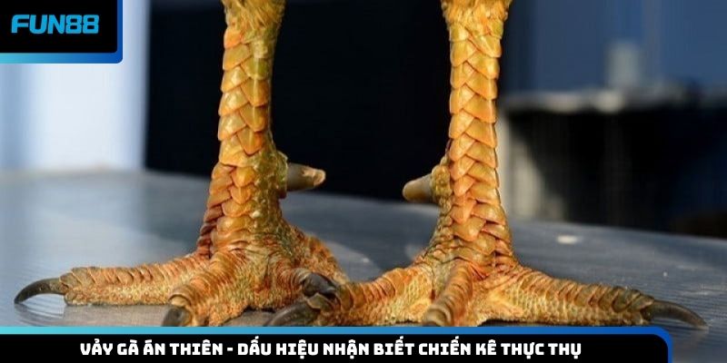 Vảy gà án thiên