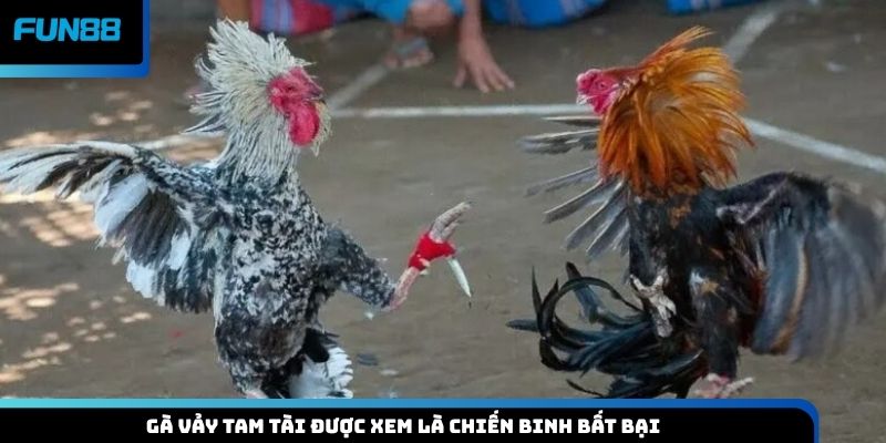 Gà vảy tam tài được xem là chiến binh bất bại