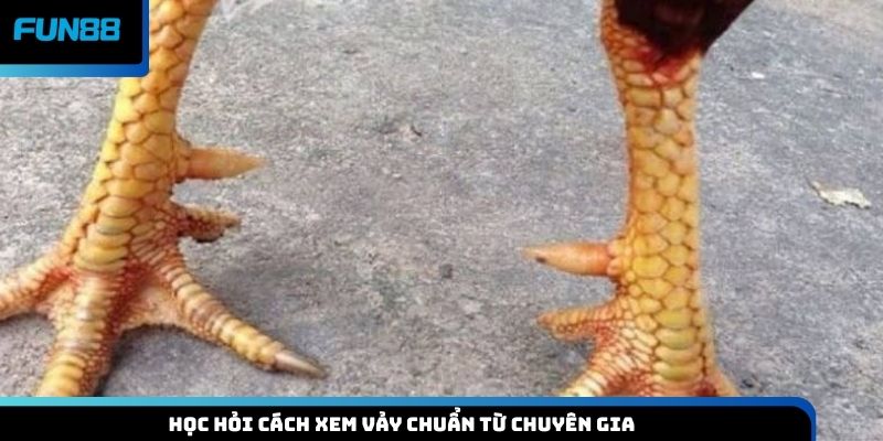 Học hỏi cách xem vảy chuẩn từ chuyên gia