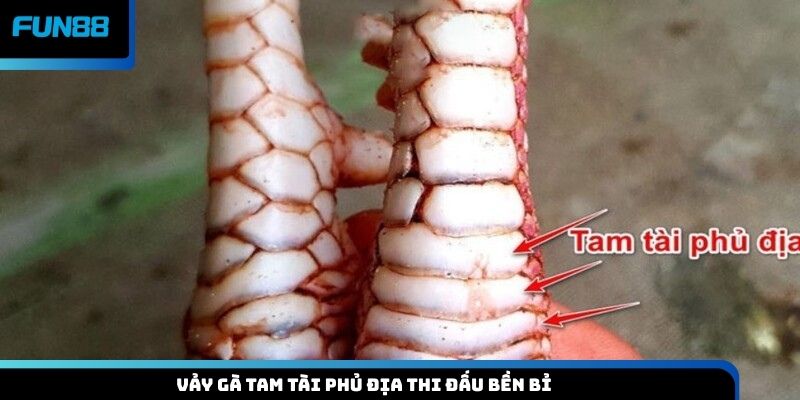 Vảy gà tam tài Phủ Địa thi đấu bền bỉ