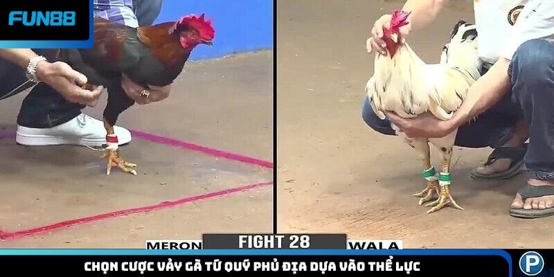 Chọn cược vảy gà tứ quý phủ địa dựa vào thể lực