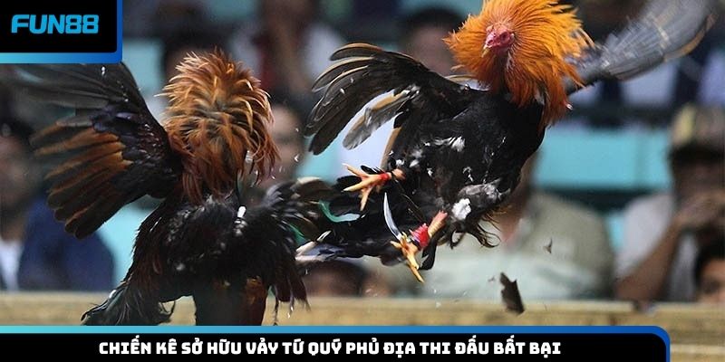 Chiến kê sở hữu vảy tứ quý phủ địa thi đấu bất bại