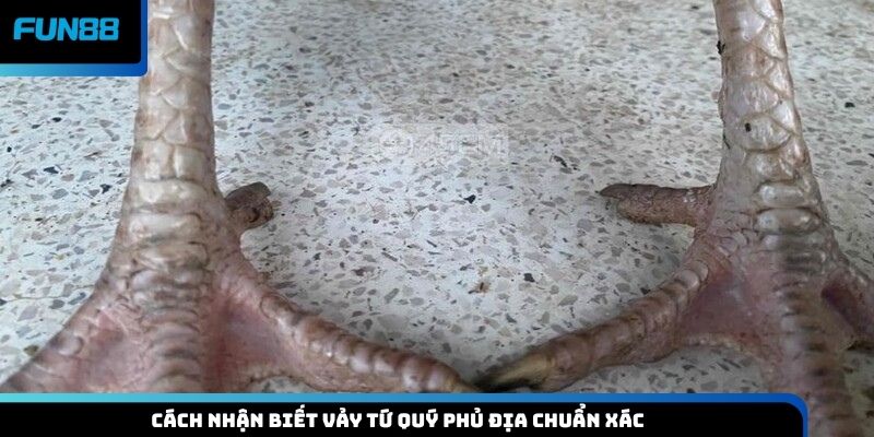 Cách nhận biết vảy tứ quý phủ địa chuẩn xác